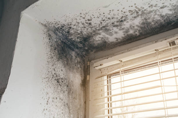 Affordable Basement Mold Removal solutions in Hermitage, TN